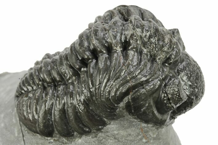 Phacopid (Adrisiops) Trilobite - Jbel Oudriss, Morocco #222412